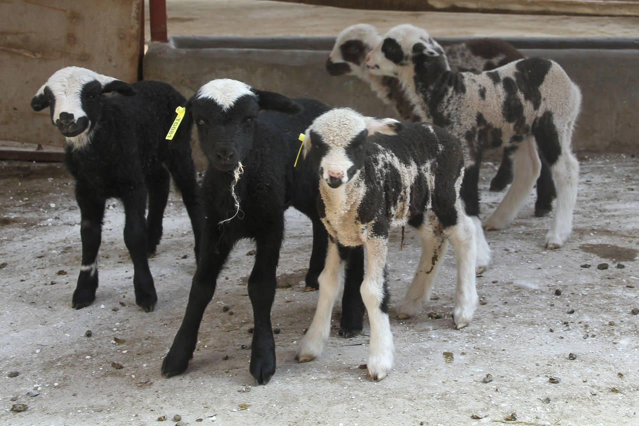 Histone Modifications and DNA Methylation: The Blueprint of Environmental Influence on Genes