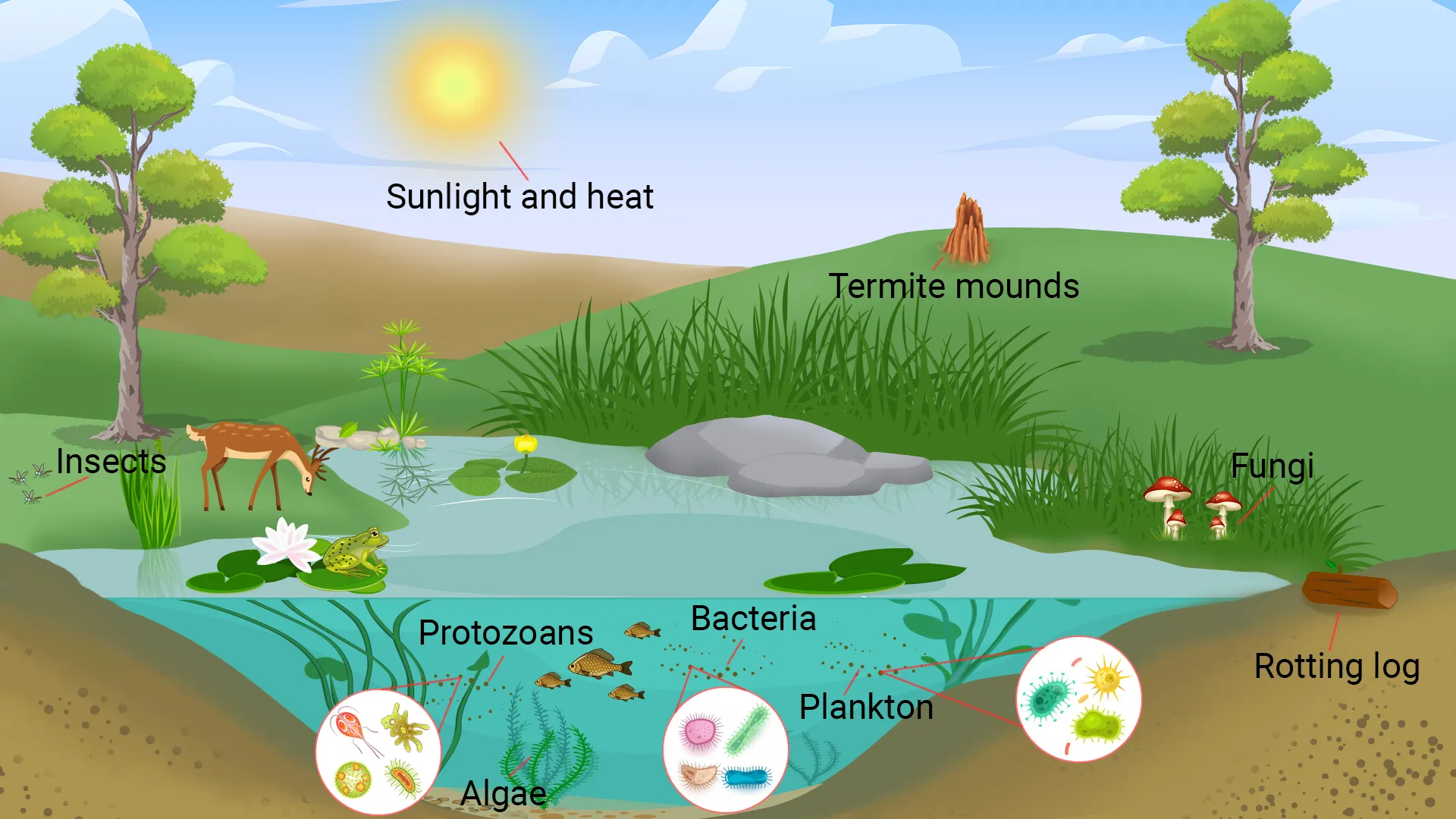 Thermal Tolerance: The Bridge Between Species Distribution and Climate Adaptation