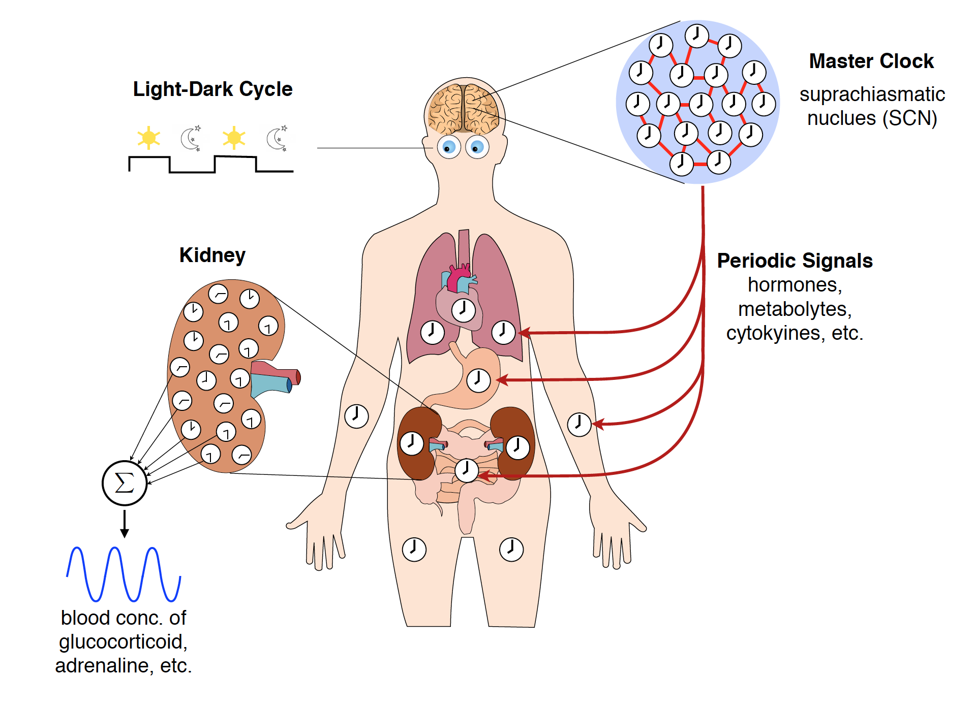 Integrating Data and Models: The Future of Systems Biology Research